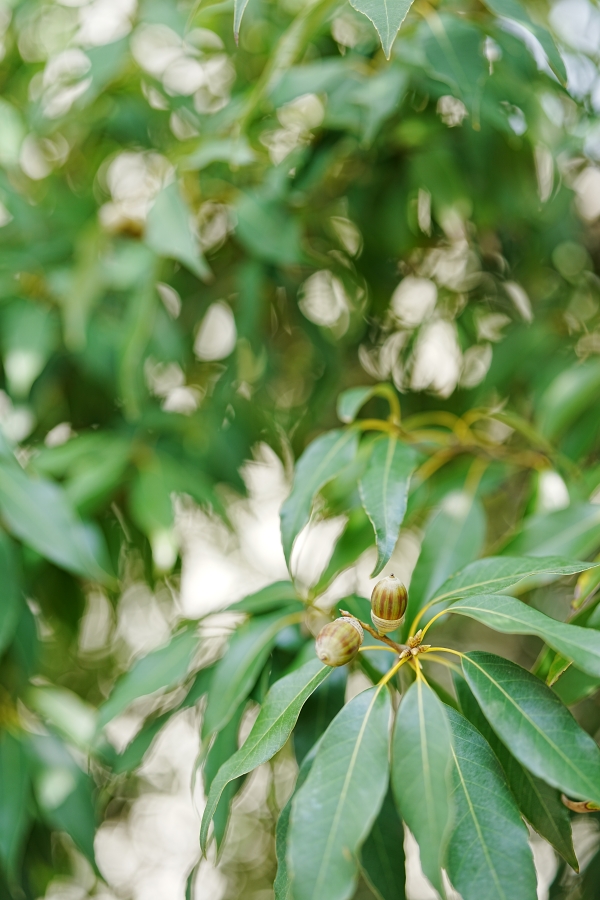 SONY α1 II + FE 50mm F1.4 GM