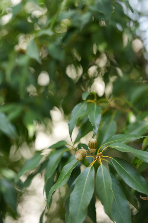 SONY α1 II + FE 50mm F1.4 GM