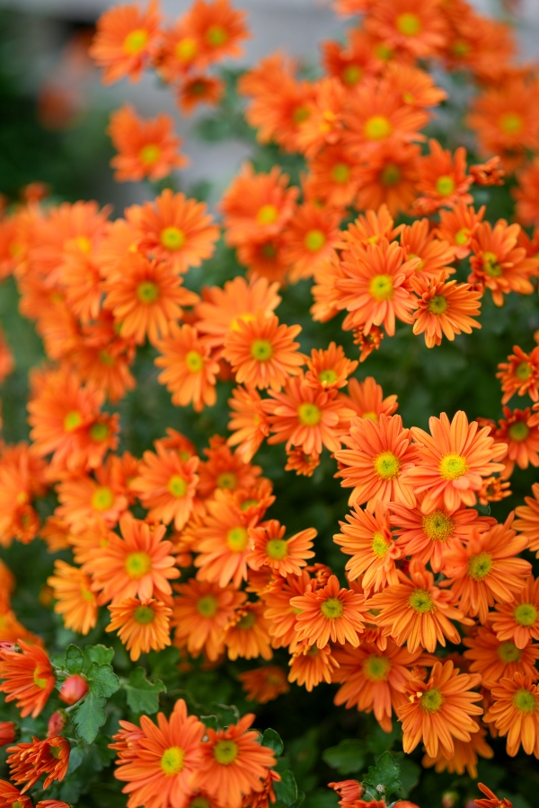 SONY α1 II + FE 50mm F1.4 GM