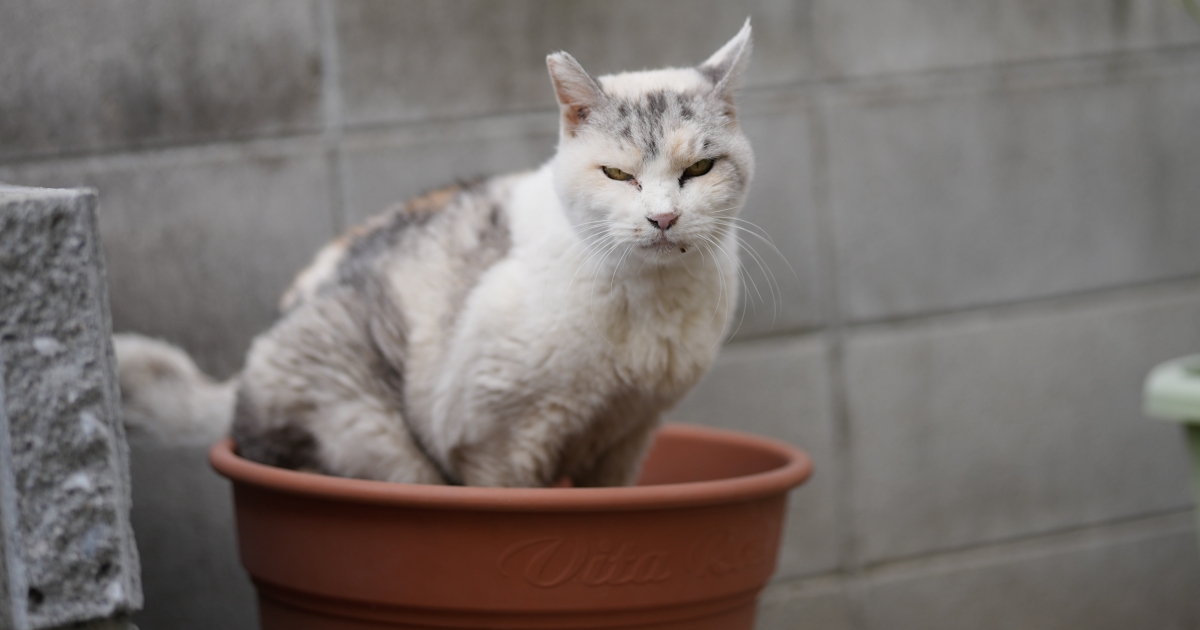 SONY α1 II + FE 50mm F1.4 GM