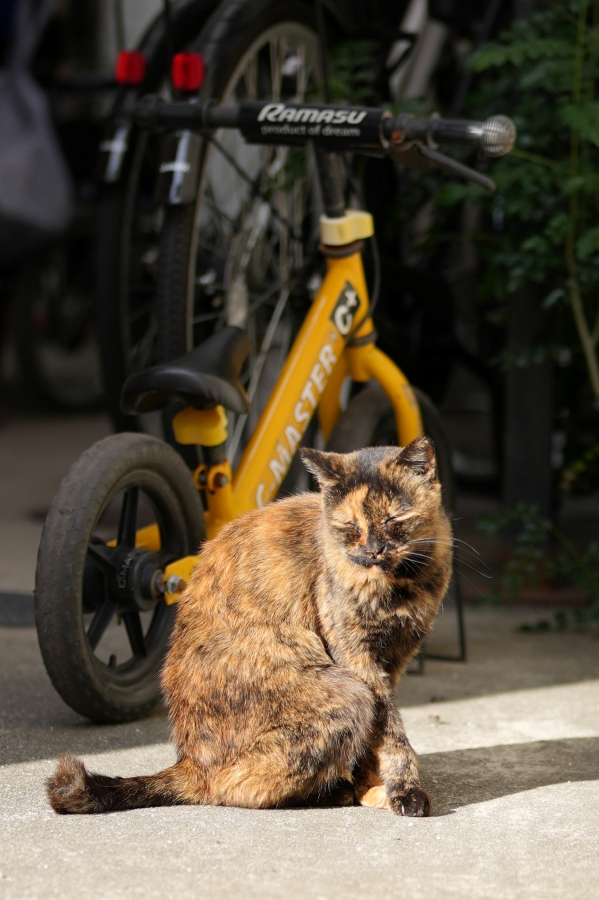 SONY α1 II + FE 50mm F1.4 GM