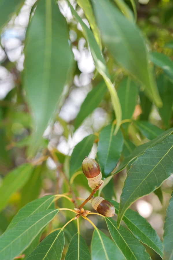 SONY α1 II + FE 24-50mm F2.8 G