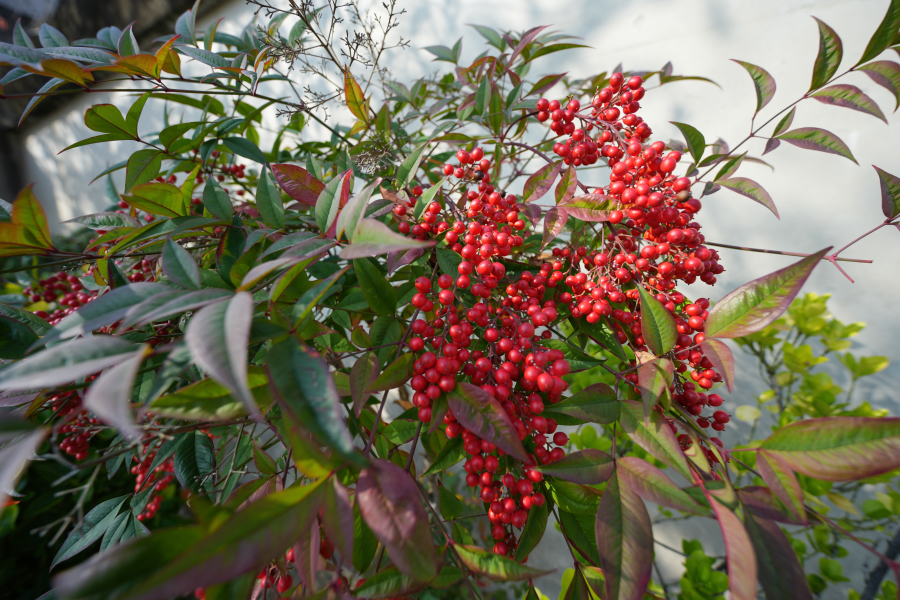 SONY α1 II + FE 12-24mm F4 G