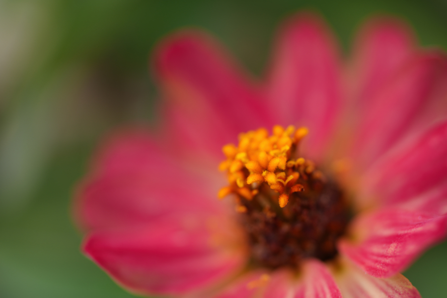 SONY α1 II + FE 100mm F2.8 Macro GM OSS