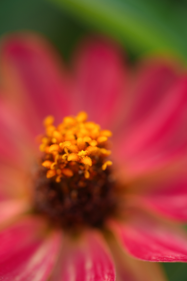 SONY α1 II + FE 100mm F2.8 Macro GM OSS