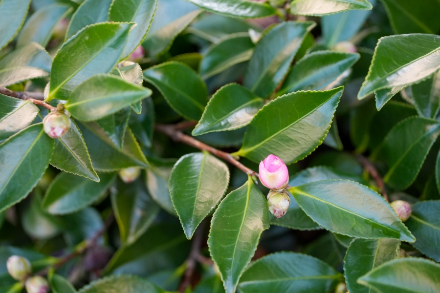 SONY α1 II + TAMRON 25-200mm F/2.8-5.6 Di III VXD