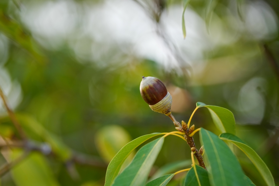 SONY α1 II + TAMRON 25-200mm F/2.8-5.6 Di III VXD