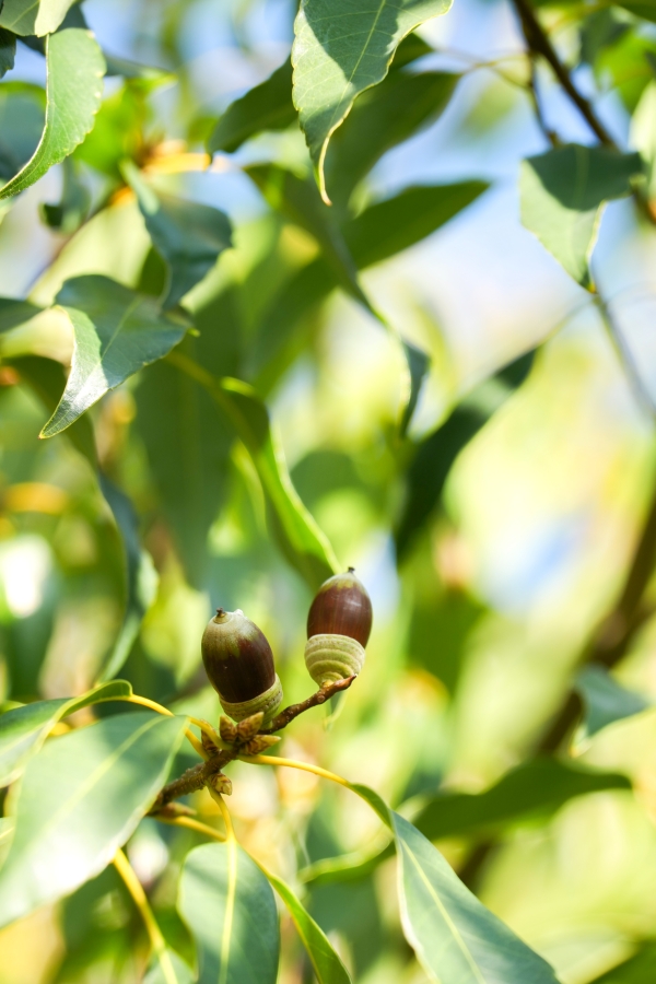 SONY α1 II + TAMRON 25-200mm F/2.8-5.6 Di III VXD