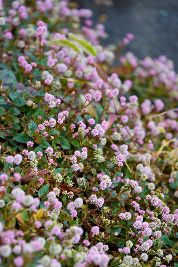 SONY α1 II + TAMRON 25-200mm F/2.8-5.6 Di III VXD