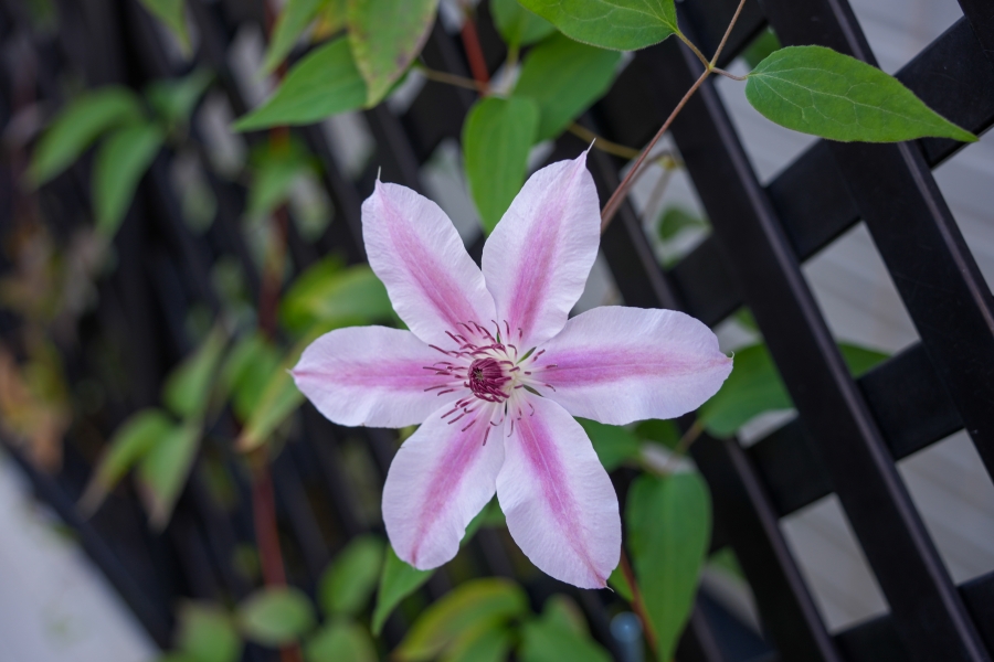 SONY α1 II + TAMRON 25-200mm F/2.8-5.6 Di III VXD