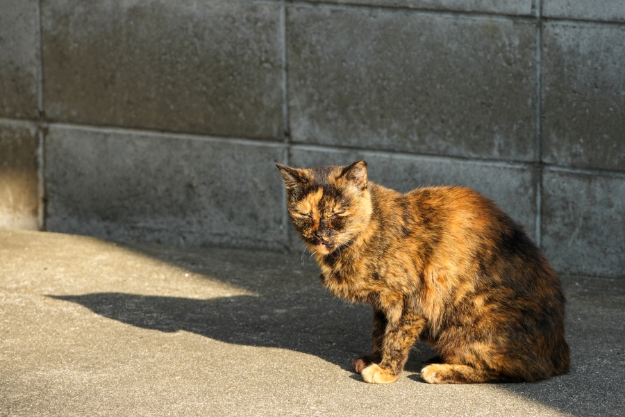 SONY α1 II + TAMRON 25-200mm F/2.8-5.6 Di III VXD