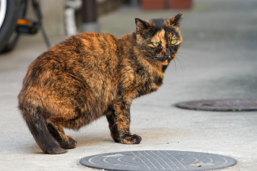 SONY α1 II + TAMRON 25-200mm F/2.8-5.6 Di III VXD