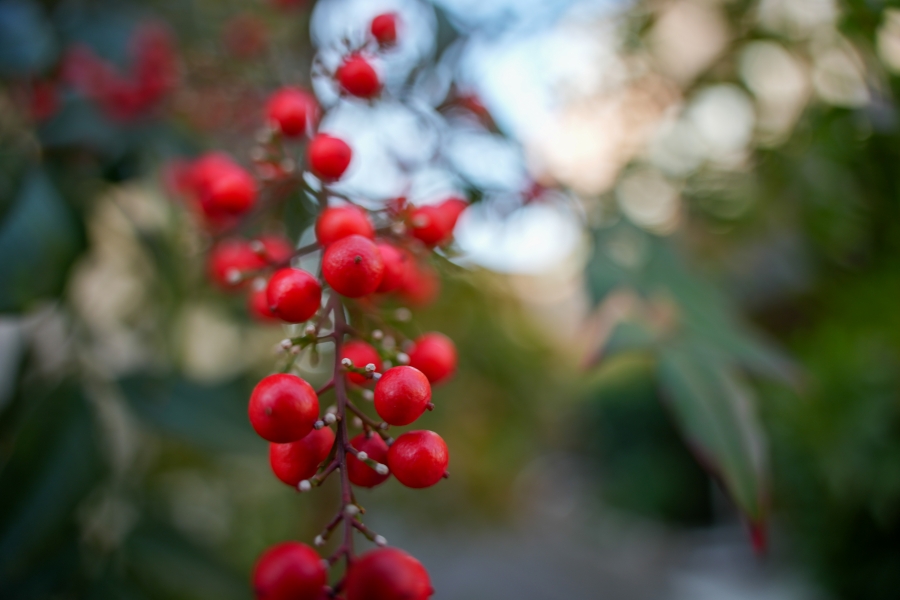 SONY α1 II + TAMRON 25-200mm F/2.8-5.6 Di III VXD