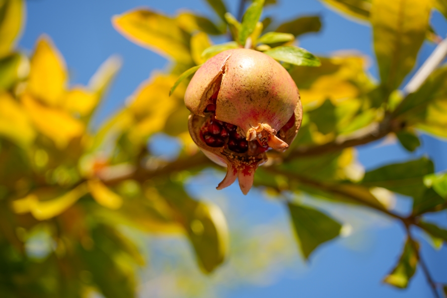 SONY α1 II + TAMRON 25-200mm F/2.8-5.6 Di III VXD