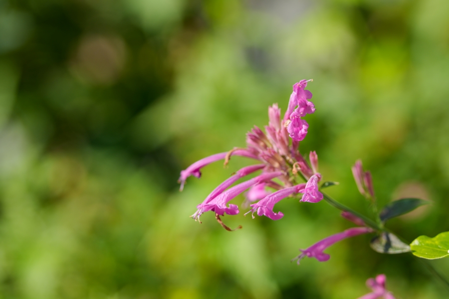 SONY α1 II + TAMRON 25-200mm F/2.8-5.6 Di III VXD