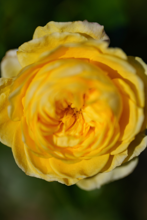 SONY α1 II + FE 100mm F2.8 Macro GM OSS