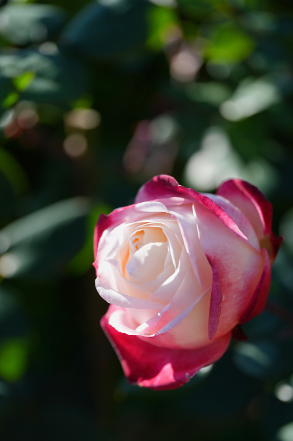 SONY α1 II + FE 100mm F2.8 Macro GM OSS