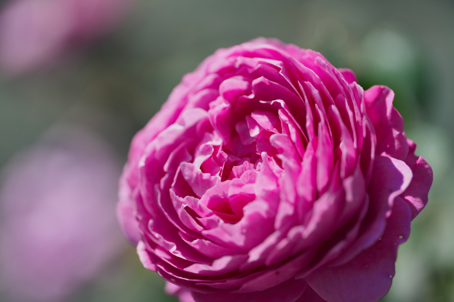 SONY α1 II + FE 100mm F2.8 Macro GM OSS