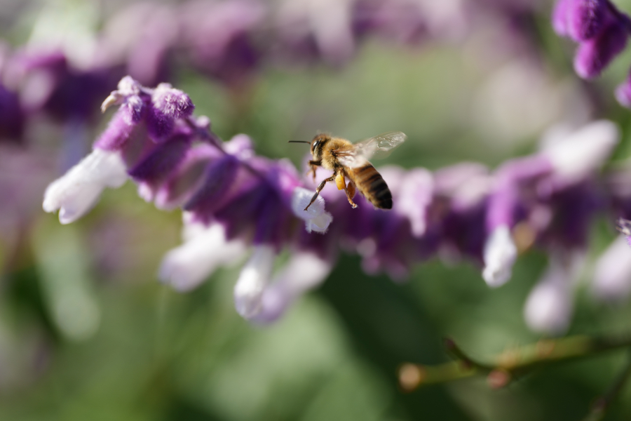 SONY α1 II + FE 100mm F2.8 Macro GM OSS