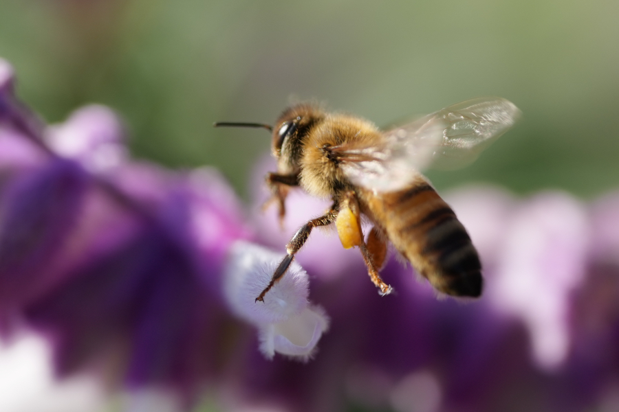 SONY α1 II + FE 100mm F2.8 Macro GM OSS