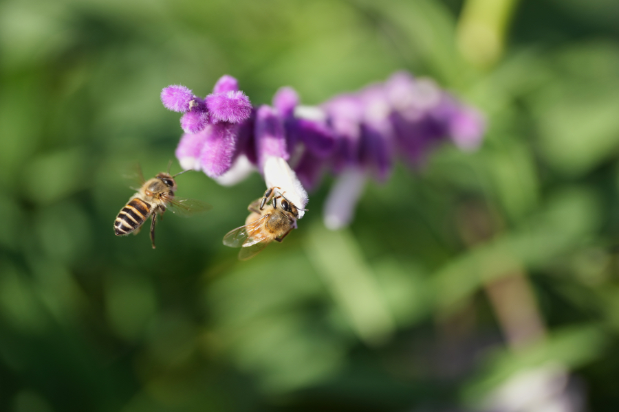 SONY α1 II + FE 100mm F2.8 Macro GM OSS
