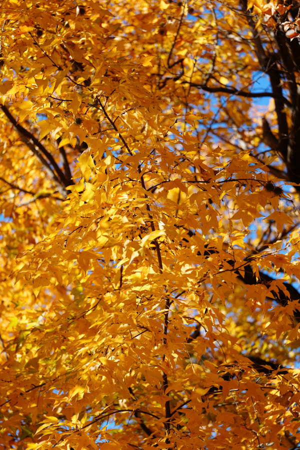 SONY α1 II + FE 100mm F2.8 Macro GM OSS