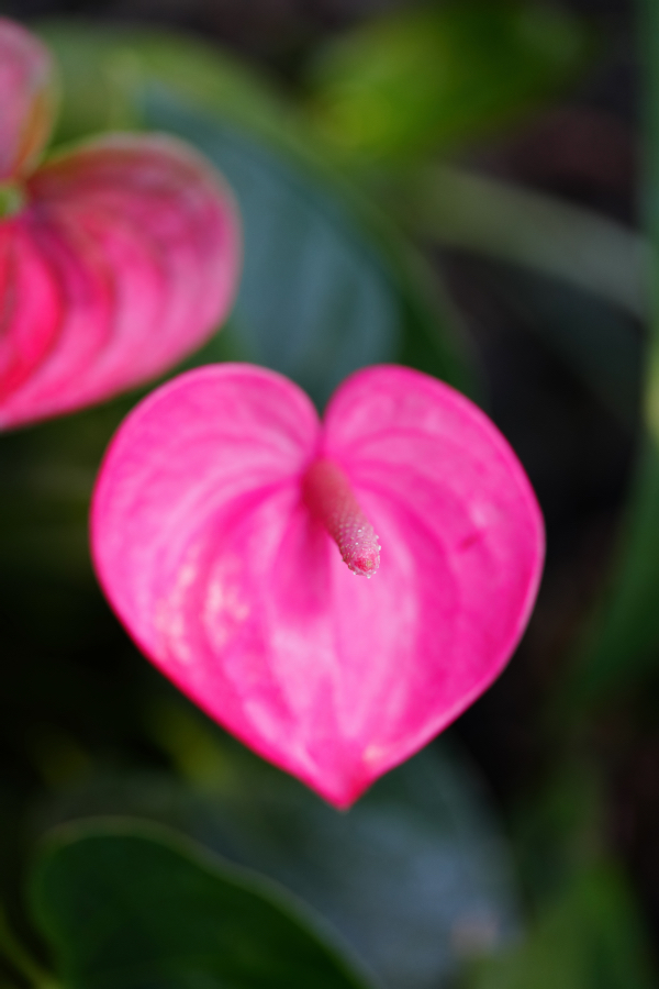 SONY α1 II + FE 100mm F2.8 Macro GM OSS