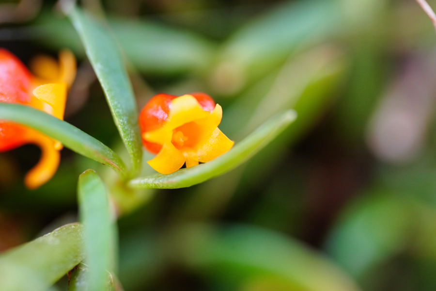 SONY α1 II + FE 100mm F2.8 Macro GM OSS