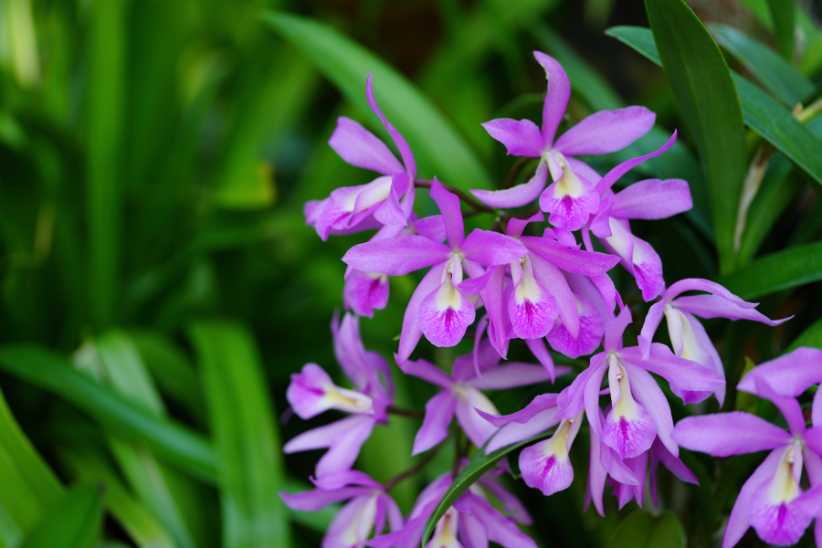 SONY α1 II + FE 100mm F2.8 Macro GM OSS