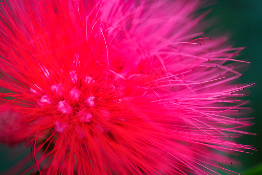 SONY α1 II + FE 100mm F2.8 Macro GM OSS