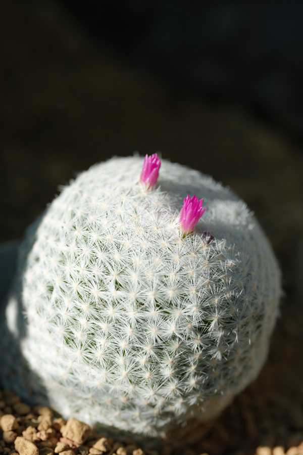 SONY α1 II + FE 100mm F2.8 Macro GM OSS