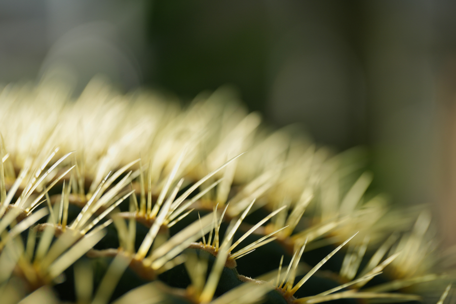 SONY α1 II + FE 100mm F2.8 Macro GM OSS