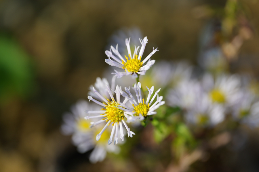 SONY α1 II + FE 100mm F2.8 Macro GM OSS
