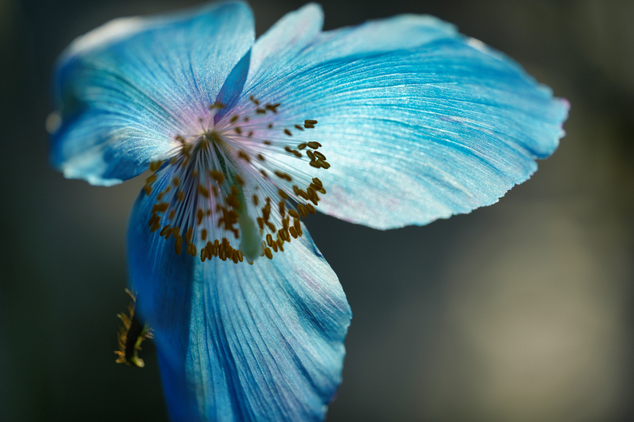 SONY α1 II + FE 100mm F2.8 Macro GM OSS