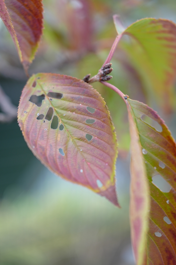 SONY α7CR + FE 24-50mm F2.8 G