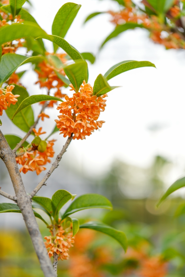 SONY α7CR + FE 24-50mm F2.8 G