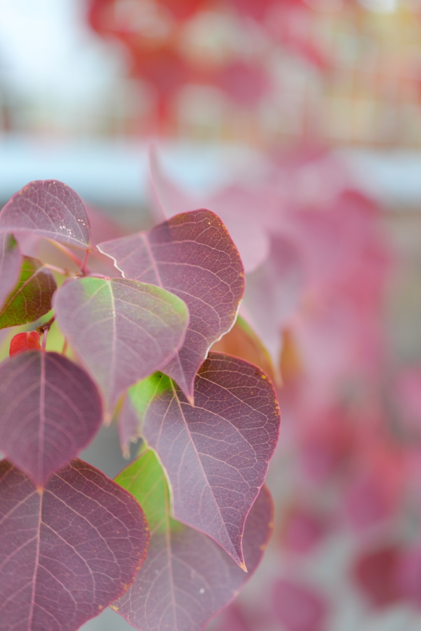 SONY α7CR + FE 24-50mm F2.8 G