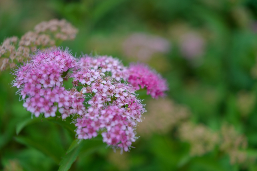 SONY α7CR + FE 24-50mm F2.8 G