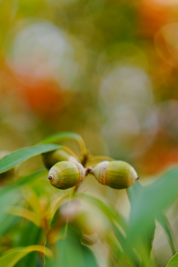 SONY α7CR + FE 50mm F1.4 GM