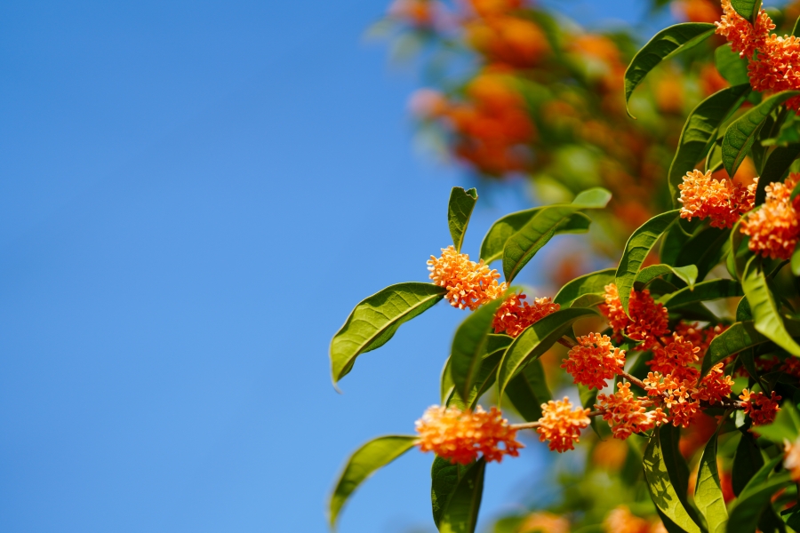 SONY α7CR + FE 50mm F1.4 GM