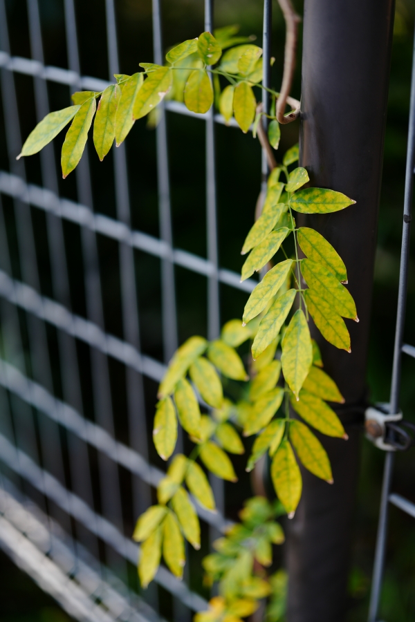 SONY α7CR + FE 50mm F1.4 GM