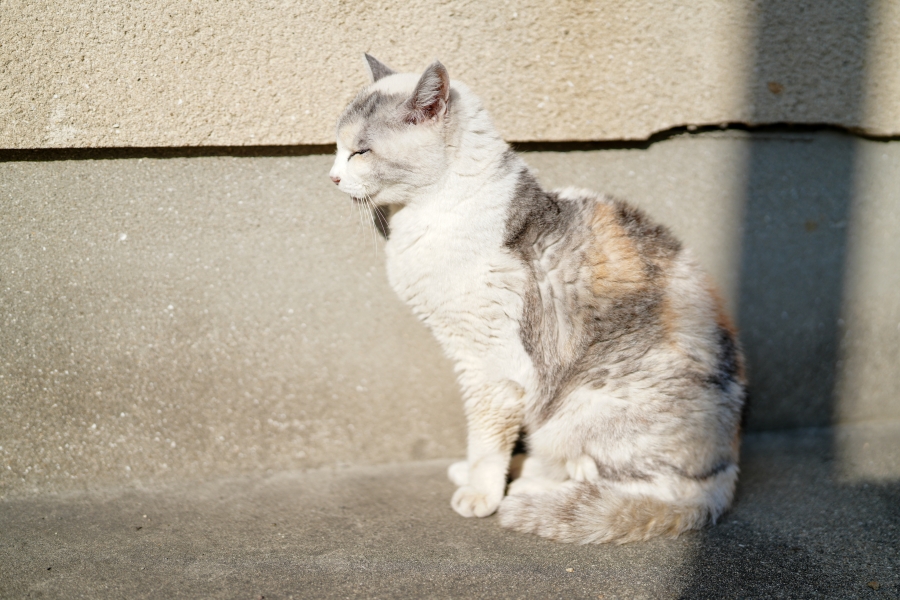 SONY α7CR + FE 50mm F1.4 GM