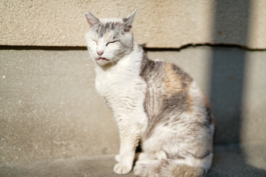 SONY α7CR + FE 50mm F1.4 GM