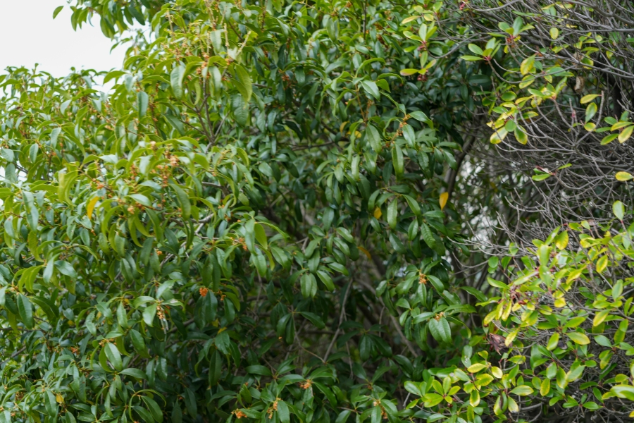 SONY α7CR + FE 24-50mm F2.8 G