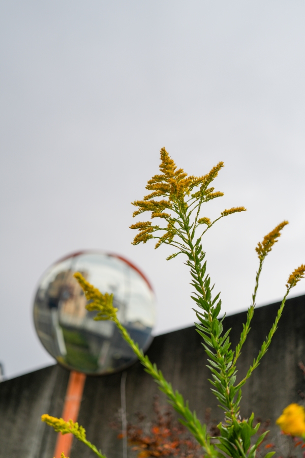 SONY α7CR + FE 24-50mm F2.8 G