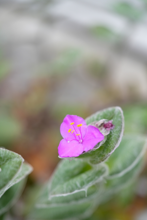 SONY α7CR + FE 24-50mm F2.8 G