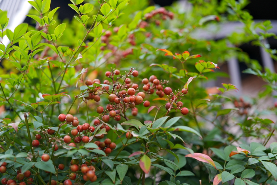 SONY α7CR + FE 24-50mm F2.8 G