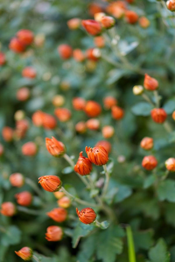 SONY α7CR + FE 24-50mm F2.8 G