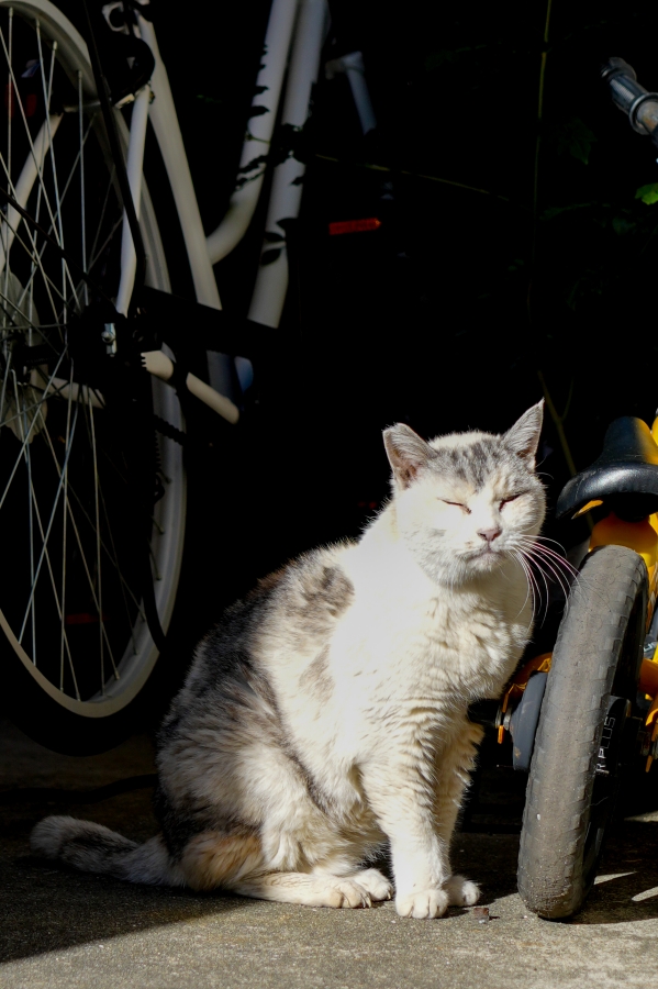 SONY α7CR + FE 24-50mm F2.8 G