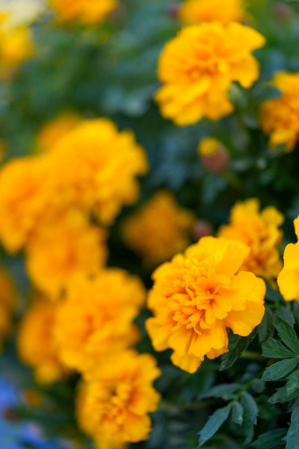 SONY α7CR + FE 24-50mm F2.8 G